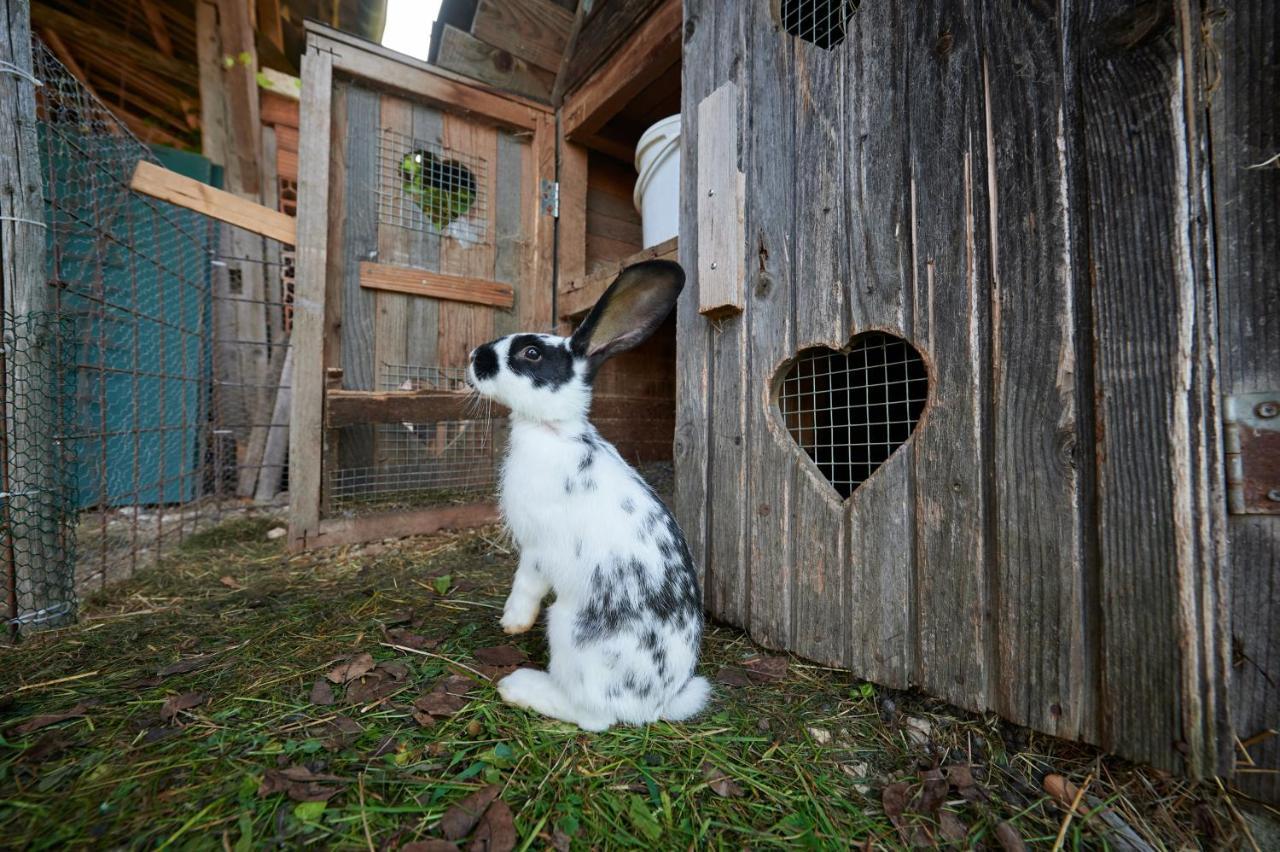 Tourist farm Kolar Villa Ljubno Exteriör bild
